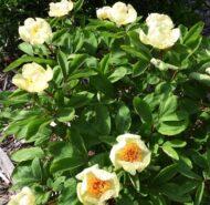 Paeonia mlokosewitschii