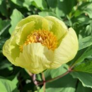 Paeonia mlokosewitschii - Pilt 3