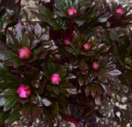 Paeonia morisii, corsica - Pilt 2