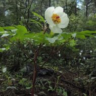Paeonia rhodia Stearn (seedling) - Pilt 3