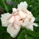 Paeonia suffruticosa