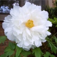 Paeonia suffruticosa - Pilt 3