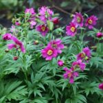 Paeonia veitschii