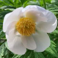 Paeonia veitschii var woodwardii Alba - Pilt 6