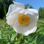 Paeonia veitschii var woodwardii Alba - Pilt 7
