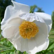 Paeonia veitschii var woodwardii Alba - Pilt 8