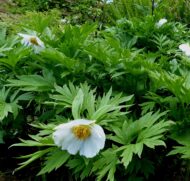 Paeonia veitschii var woodwardii Alba - Pilt 2