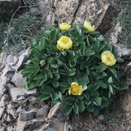 Paeonia wendelboi - Pilt 4