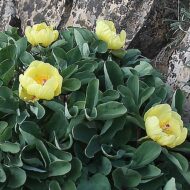 Paeonia wendelboi - Pilt 5