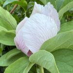 Paeonia witmanniana