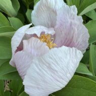 Paeonia witmanniana - Pilt 4