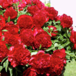 Red Charm