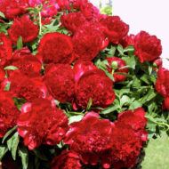 Red Charm