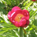 Paeonia peregrina