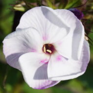 Pallas Athene - Pilt 2