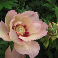 Pastel Splendor - Pilt 3