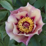 Pastel Splendor - Pilt 2