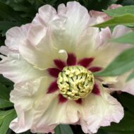 Pastel Splendor - Pilt 4