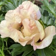 Pastel Splendor - Pilt 6