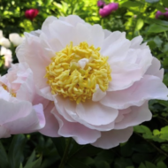 Peach Delight - Pilt 2