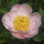 Peach Delight
