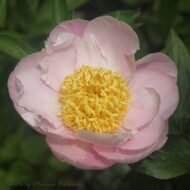 Peach Delight