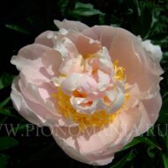 Peach Delight - Pilt 3