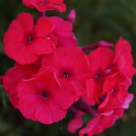 Peacock Cherry Red
