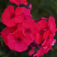 Peacock Cherry Red