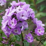 Peacock Lavender Bicolor