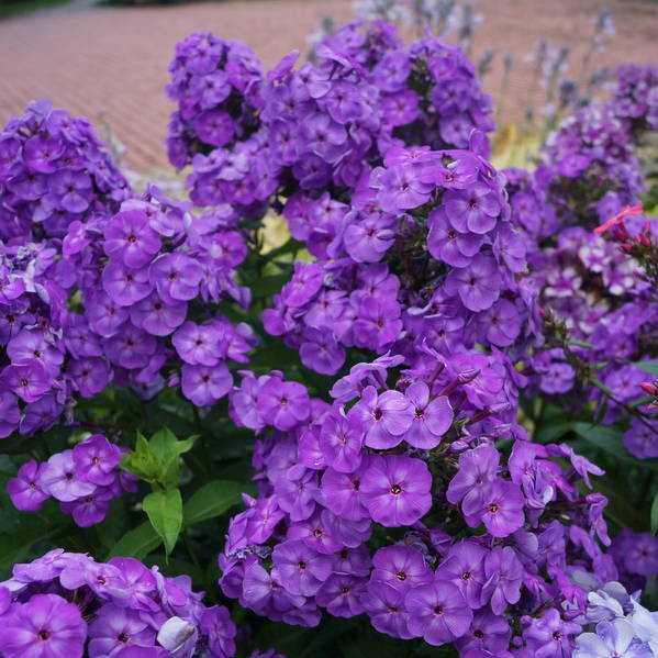 Peacock-Lilac Peacock Lilac - Pilt 1