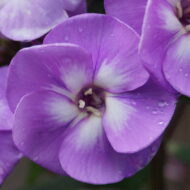 Peacock Lavender Bicolor - Pilt 2