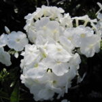 Peacock White