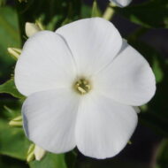 Peacock White - Pilt 2