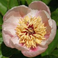Rose Noble - Pilt 3
