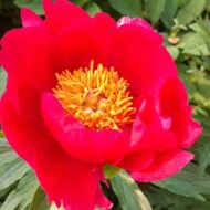 Paeonia peregrina - Pilt 2
