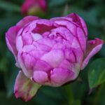 Petite Elegance
