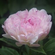 Petite Elegance - Pilt 3