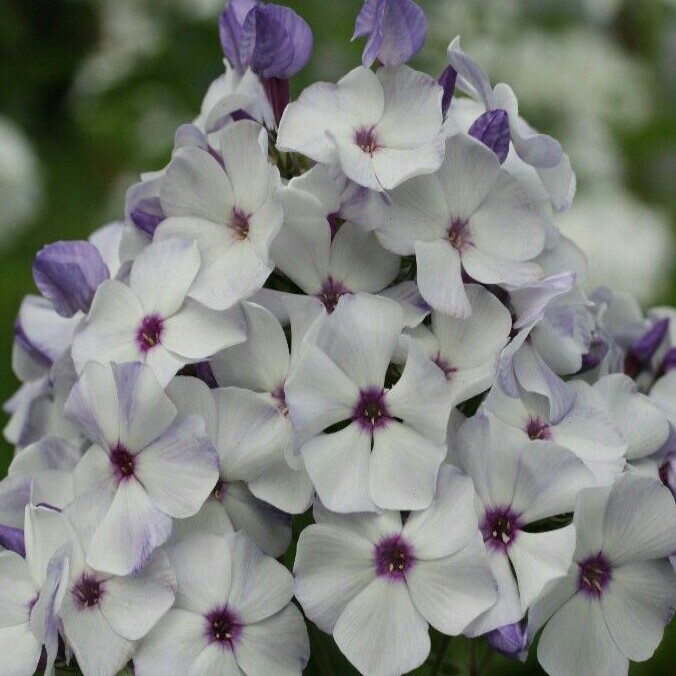 Phlox-Tshaika-4_1-676x676 Tshaika - Pilt 1