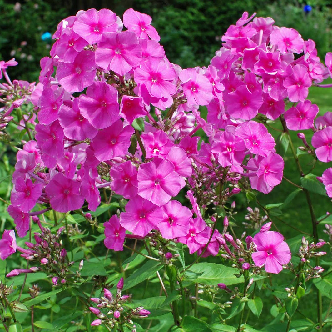Phlox-amplifolia-Winntou Winnetou - Pilt 1