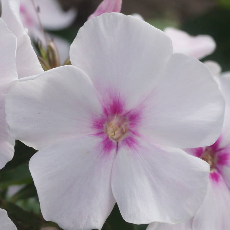 Phlox-‘Belosnezhka‘-3 Belosnezhka - Pilt 1