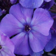 Blue Paradise - Pilt 3