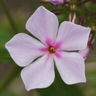 Roze Casablanca - Pilt 3