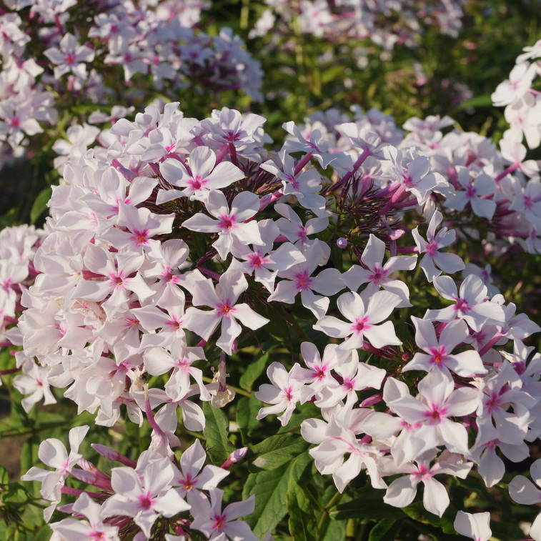 Phlox-‘Casablanca-Roze‘1 Roze Casablanca - Pilt 1