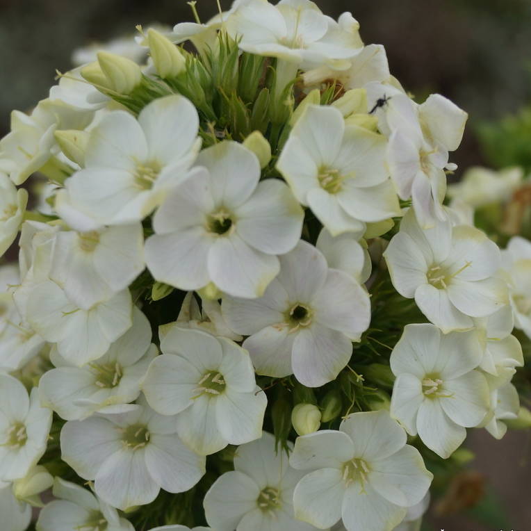 Phlox-‘Green-Expectations‘-5 Green Expectations - Pilt 1