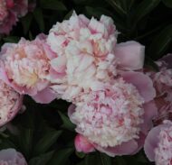Pink - Pilt 2