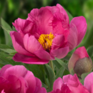 Pink Ardour