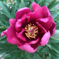 Pink Ardour - Pilt 2
