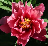 Pink Ardour - Pilt 3