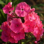 Pink Attraction